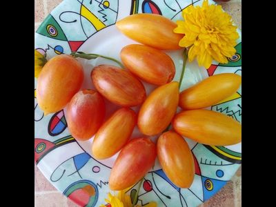 Томат Розовый тигр (Artisan pink tigr)