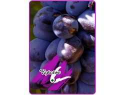 Упругий (укоренённый черенок)