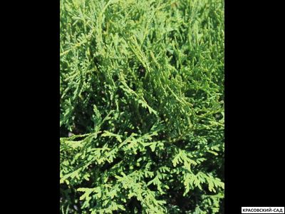 Туя Тайни Тим - Tiny Tim