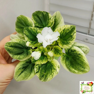 OS-Дыхание Весны (С.Осипова) 2019 г. (клакамас с кроновой пестролистностью)