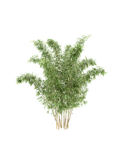 тропические Бамбук-05 alphonse karr bamboo 09