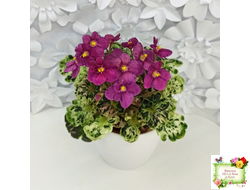 Mac's Pizzicato Paradise (G.McDonald) (лист укоренённый)