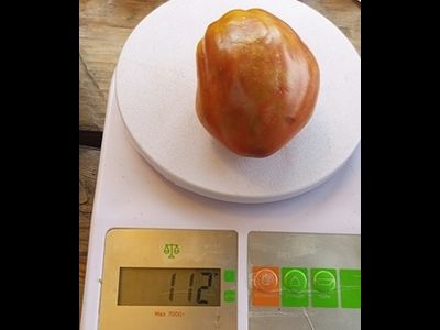 Гном Альмандин (Dwarf Almandine)