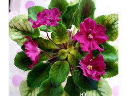 59) ЕК- Марсианка (19г.)