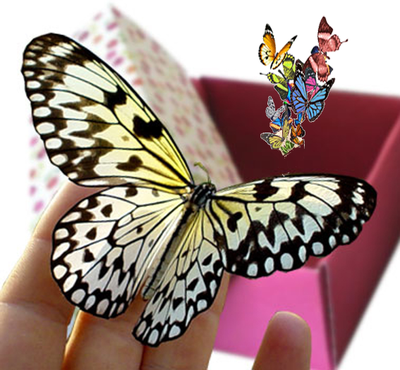 Разноцветный салют из 30 шт. бабочек. Микс из самых разных бабочек.