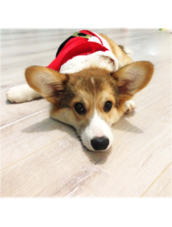 Шубка для собаки Санта