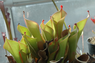 Heliamphora (Гелиамфора)