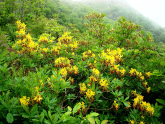 Азалия / Рододендрон желтый (Rhododendron luteum) абсолю (1 г)
