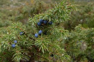 Можжевельник (Juniperus communis), Индия, хвоя (5 мл) - 100% натуральное эфирное масло