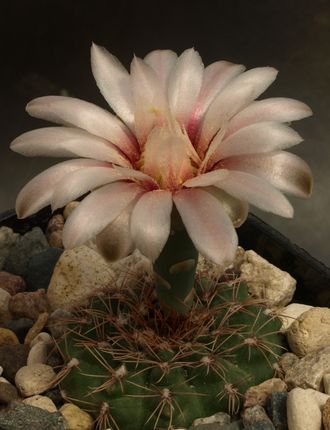 Gymnocalycium affine VG-1089 - 5 семян