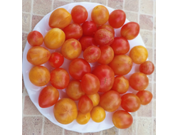 Томат Утренний шмель (Sunrise Bumble Bee)