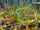 Drosera Capensis Giant