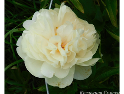 Пион Blonde Vision (Блонд Вижн)