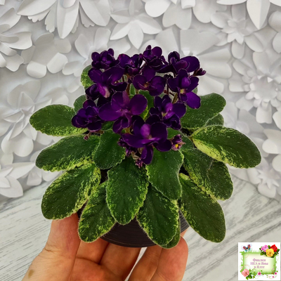 ЛЕ-Мия (Е.Лебецкая) 2018 г.