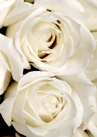 Три постера из коллекции «Цветы»  - «Раскрывающаяся роза», «Бутон розы» и «Две розы».