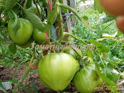 Томат Король Кинг