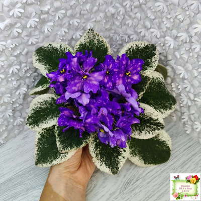 РС-Астролог (С. Репкина) 2020 г.