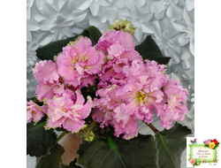 РМ-Саломея (Н. Скорнякова) 2019 г.