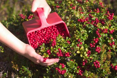 Комбайн для сбора ягод Marjuri пластиковая гребенка