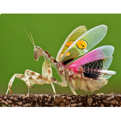 Украшенный цветочный богомол (Creobroter gemmatus)