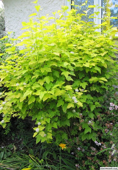 Пузыреплодник калинолистный Дартс Голд купить в красовский-сад.рф в Москве