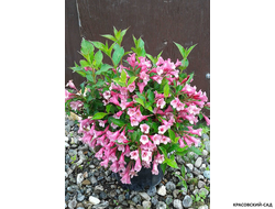 Вейгела цветущая Пинк Принцесс фото в ландшафте красовский-сад.рф