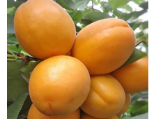 Абрикос Орловчанин 2-х летка