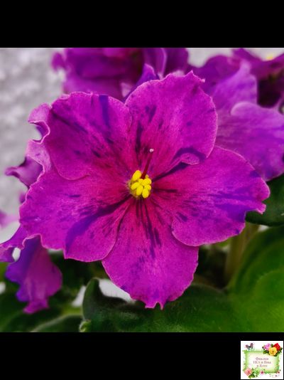 Dn-Cherchez la Femme (Д. Денисенко) 2020 г.