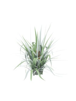 тропические Астелия чатамская Astelia chathamica 02