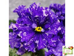 ВаТ-Ливень (Т.Валькова) 2018 г.