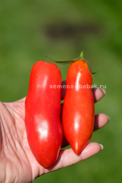 Томат Стрелка, 10 шт