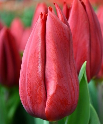 Тюльпан  «Стронг Лав» (в упаковке 10 штук одного сорта)