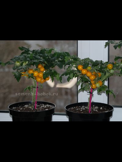 Томат Liliput Yellow (Желтый Лилипут), 10 шт