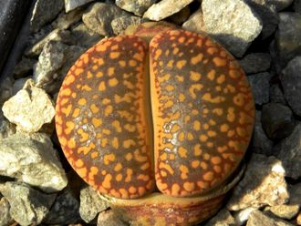 Lithops aucampiae (Kuruman form) C325 (MG-1550.5)