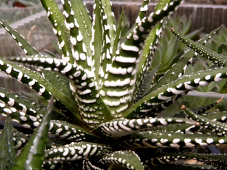 Haworthia fasciata cv. Big Band (Голландия) - детка