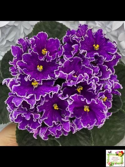 АВ-Просто Космос (Фиалковод) 2019 г.