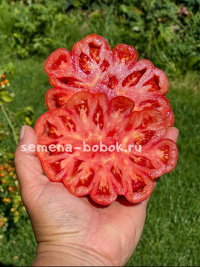 Томат Etoile (Этуаль), 10 шт