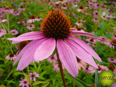 Эхинацея пурпурная (лекарственная) (саженец 1 года)