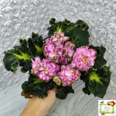 ЛЕ-Пряная Корица (Е. Лебецкая) 2020 г.