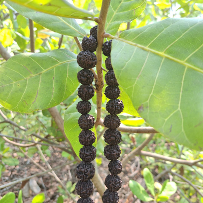 Четки из натуральной крупной Рудракши 108 бусин черные