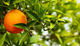Апельсин горький (бигардия, померанец) (Citrus aurantium var. amara) 30 мл - 100% натуральное эфирное масло