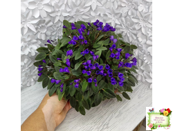 Vallarta Campanas Moradas (G.Beck) трейлер (пасынок посажен 17.08.25)