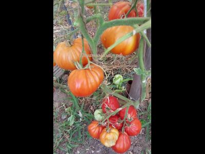 Томат 100 пудов