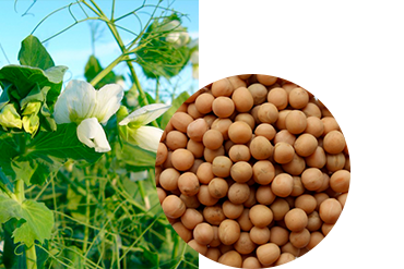 Горох посевной