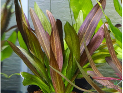 Эхинодорус Феникс красный (горшок)