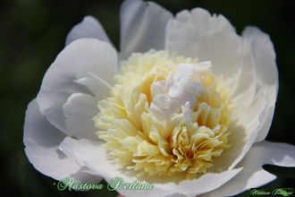 Paeonia Cutie