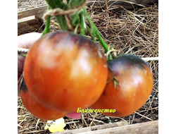 Томат Блаженство