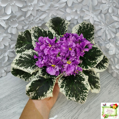 ВаТ-Шоколадное Настроение (Т. Валькова) 2019 г.