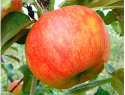 Целеста (яблоня)