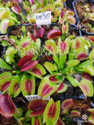 Dionaea muscipula H52